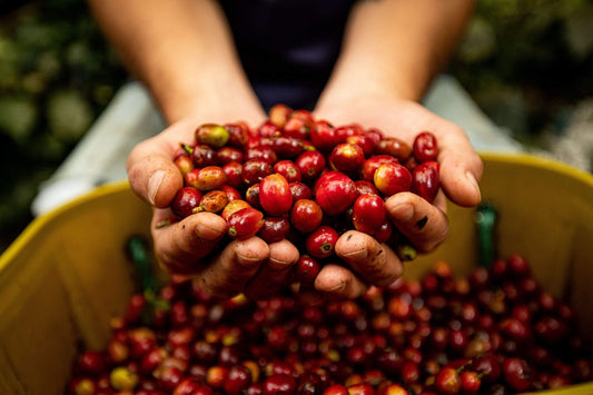 The Rise of Vietnam's Coffee Industry: From Struggling to Thriving