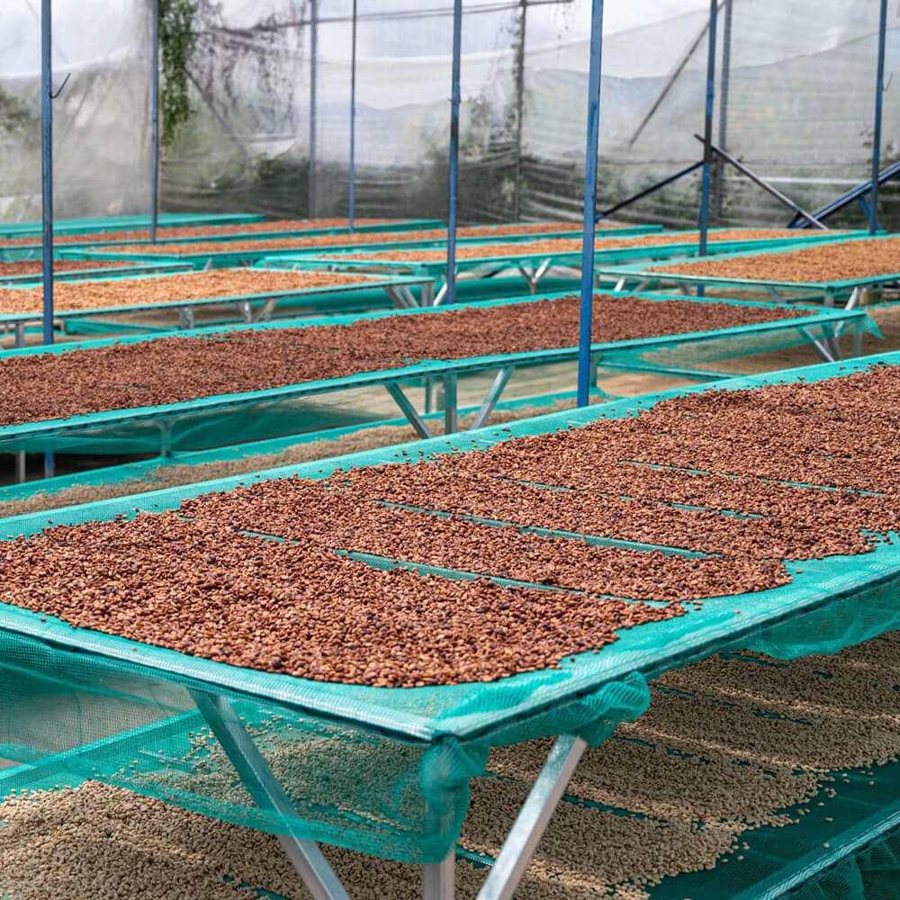 Arabica Coffee Vietnam - 100% Vietnamese Coffee Beans - What Da Phin | Vietnamese Coffee Roasters